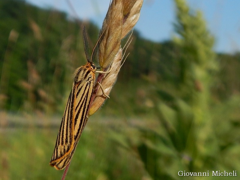 Coscinia striata Erebidae